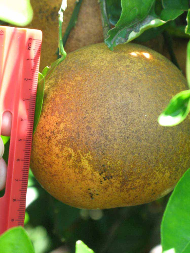            Fruit (Winter Haven, FL)   